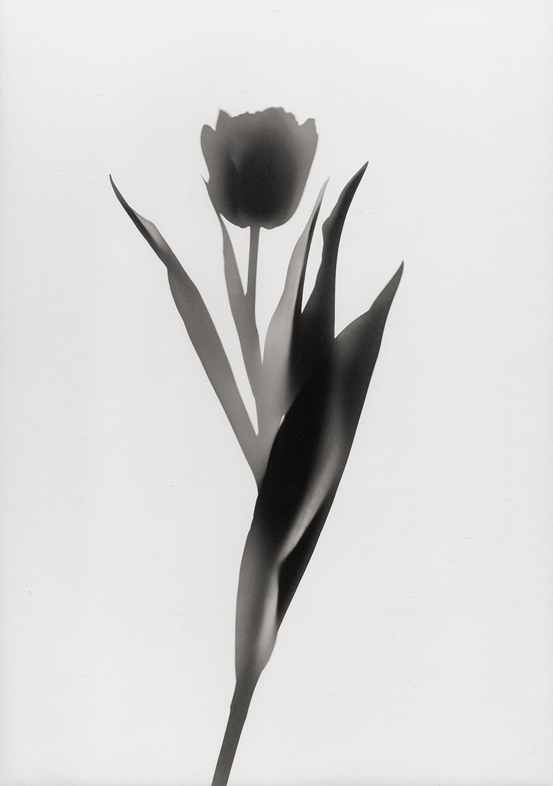 Floris Michael‏ Neusüss | Flower photograms (1997 - 1998) | MutualArt