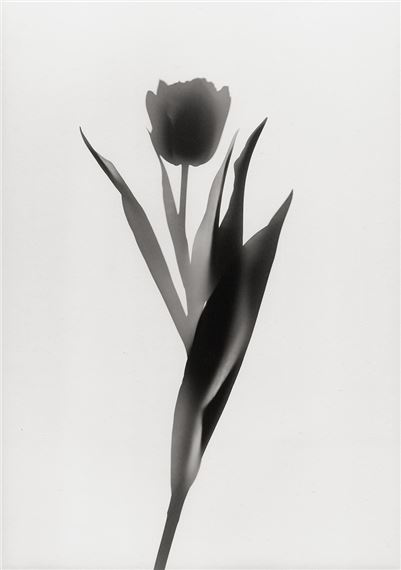Floris Michael‏ Neusüss | Flower photograms (1997 - 1998) | MutualArt