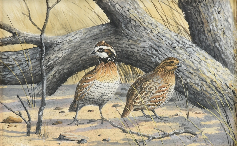 Bobwhite Quail Male Vs Female