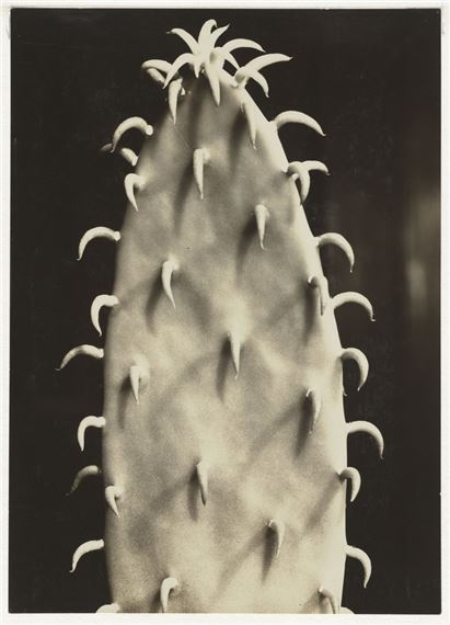 Green Mod­er­nism: The New View of Plants - Museum Ludwig, Cologne