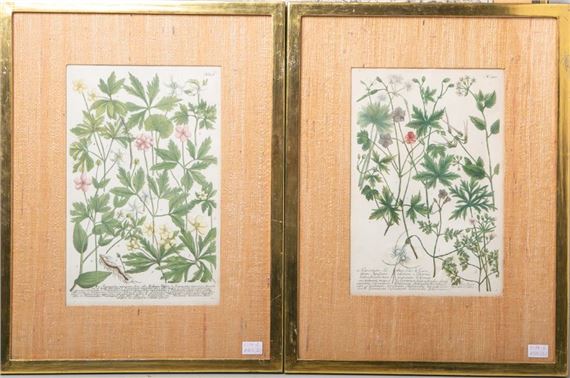 De historia stirpium commentarii insignes by Leonhart Fuchs, 1542