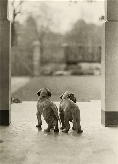 Rückansicht zweier Welpen - Hein Gorny