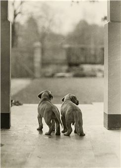 Rückansicht zweier Welpen - Hein Gorny