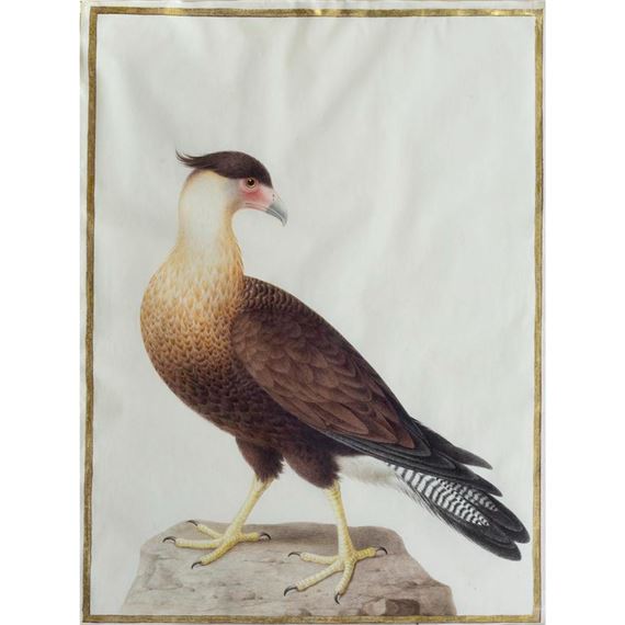 Crested Caracara Eagle (Polyborus plancus) by Nicolas Robert, ca. 1675