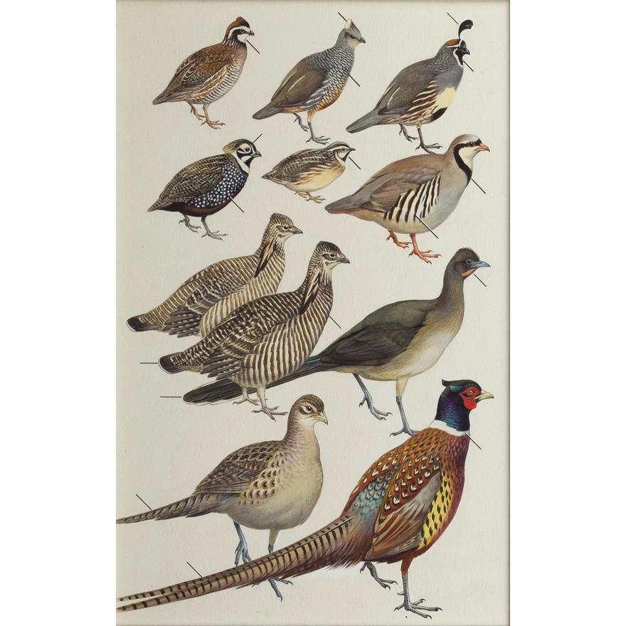 Pheasants and Grouses by Roger Tory Peterson, ca. 1962