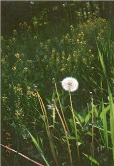 Looking Back. The 12th White Columns Annual - White Columns