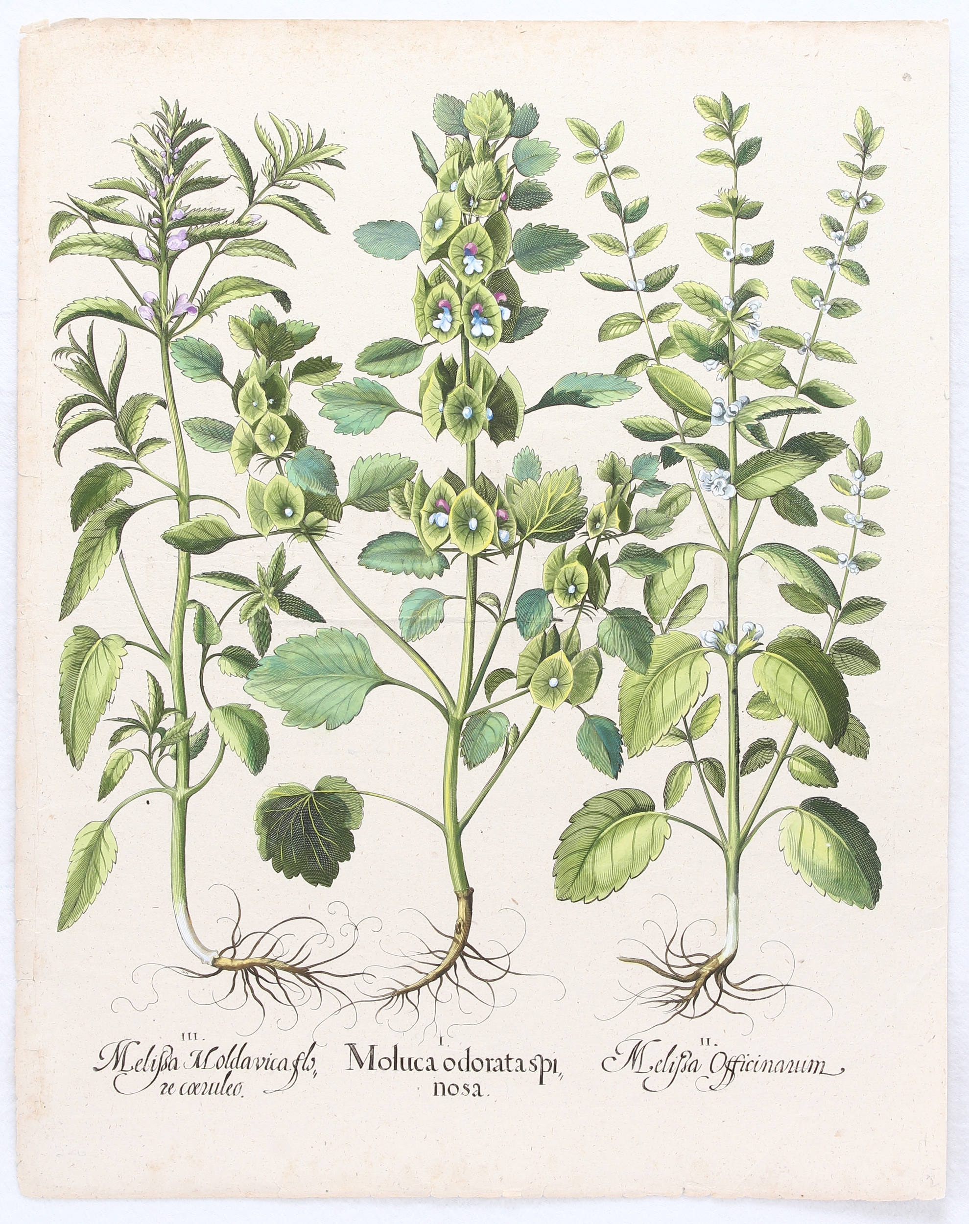 Moluca odorata spinosa, Melißa Officinarum (&) Moldavica flore coeruleo (Muschelblume, Zitronen- u. Türk. Melisse) by Basilius Besler