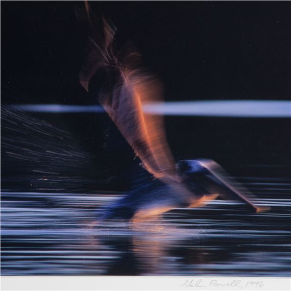 Pelican Landing in Water, California by Galen Rowell, 1996