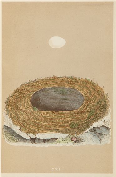 A Set of Six Prints from A Natural History of the Nests and Eggs of British Birds by Francis Orpen Morris