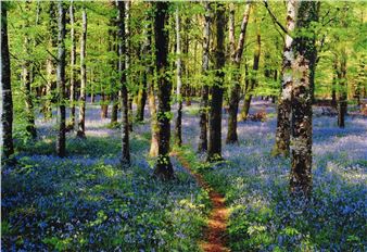 Woodland Path - E. Sweeney