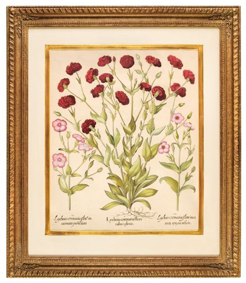 Lychnis coronaria flore rubro pleno by Basilius Besler, circa 1640