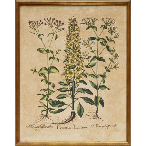 "Primus Ordo Fol. 6. Celeberrimi Eystettensis" text page on verso by Basilius Besler, 17th c