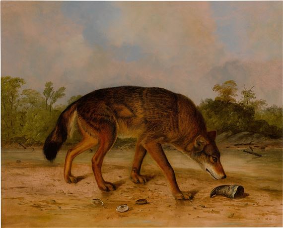 Red Wolf or Texas Wolf by John Woodhouse Audubon, circa 1845