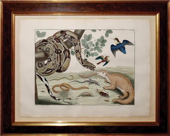 SNAKES by Albertus Seba