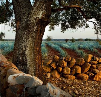 Joel Salcido: Aliento a Tequila (The Spirit of Tequila) - National Cowboy & Western Heritage Museum