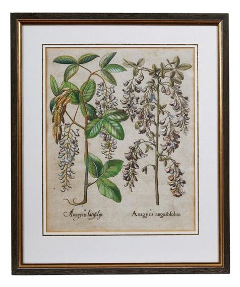 Goldregen aus dem Garten von Eichstätt -  ''Anagyris latifolys'', ''Anagyris angustisfoliis'' by Basilius Besler, 1613