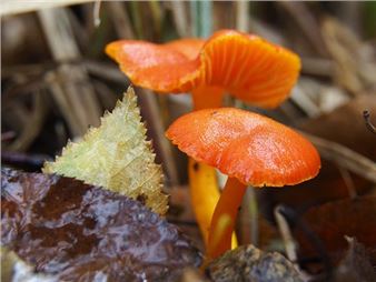 Pilosus nuces orbis - Torrance Art Museum