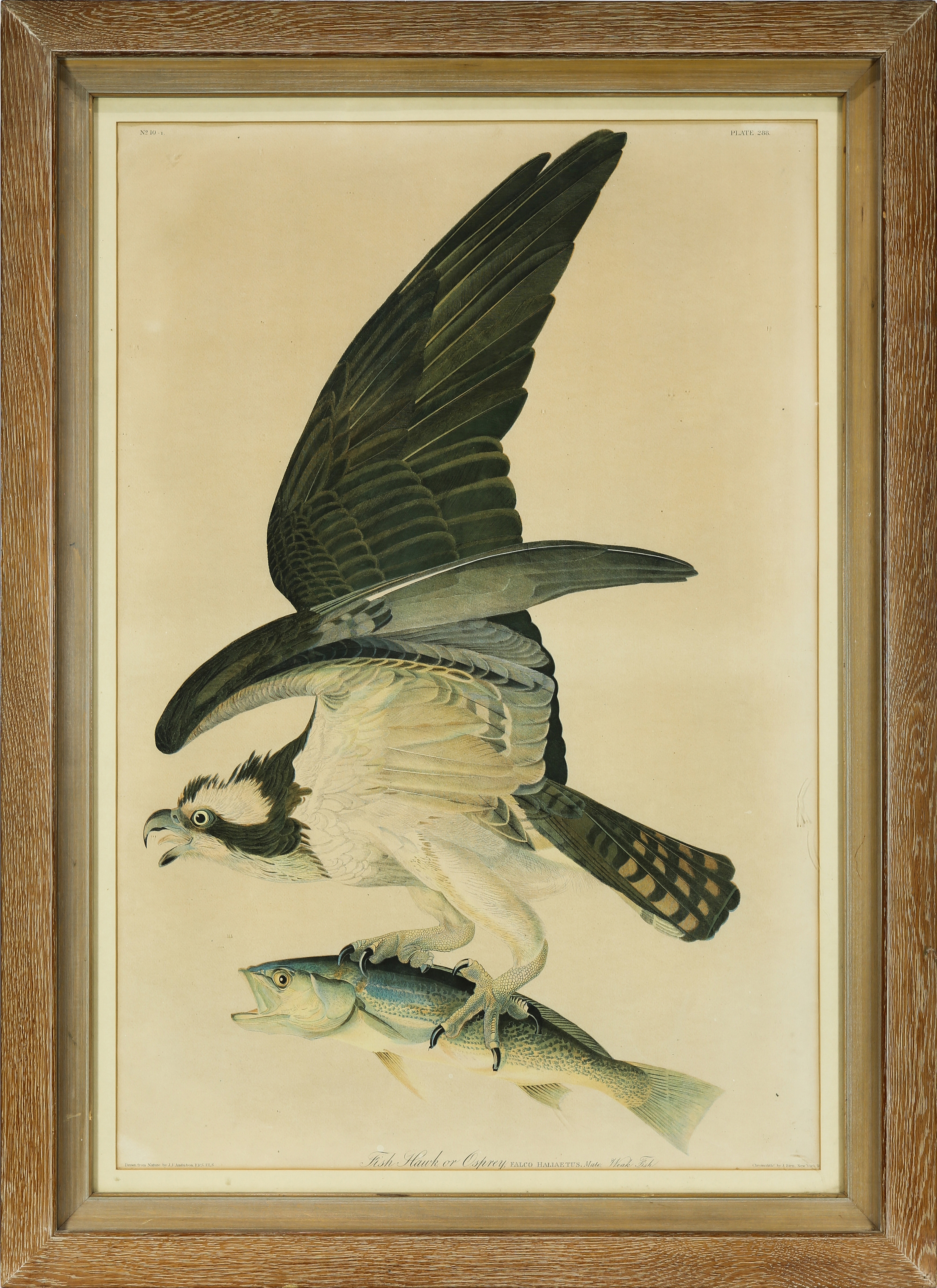 John James Audubon, The Fish Hawk or Osprey (1860)