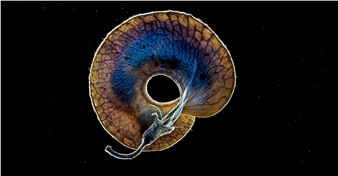 Graines: Petit Précipité Subjectif D’une Histoire Des Graines - Centquatre