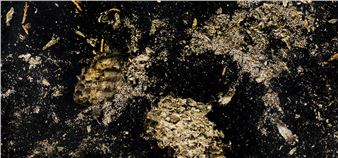 Constance Thalken: Between Worlds - Whitespace