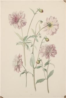 Flower studies - Sophie Amalie Sthyr