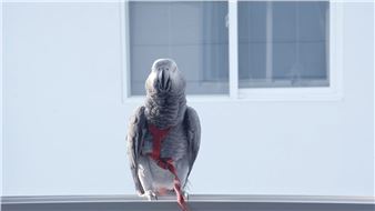 ‘Errata’ Promises a Corrective to Thai Art History