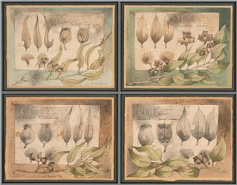 Floral Studies - Donald McConchie