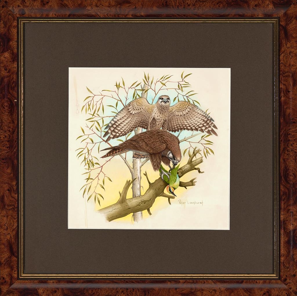 Peter Longhurst | Brown Falcon Hunting Rainbow Bee Eaters (1988 ...