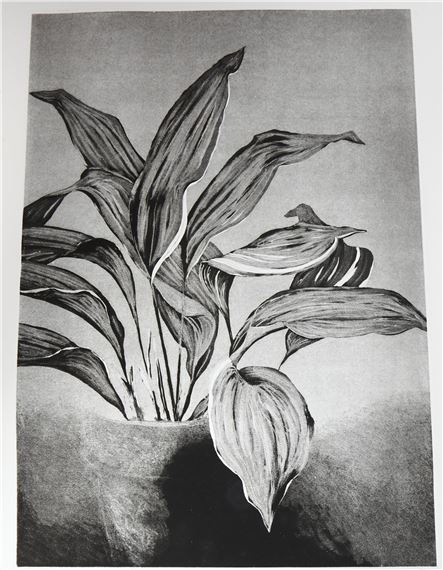 botanical studies by Mati Basis