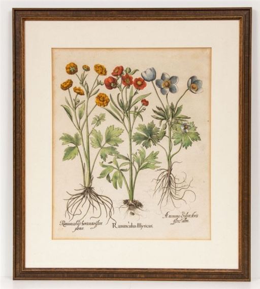 Ranunculus Illyricus by Basilius Besler