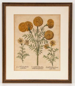 Caryophyllus Indicus flore (aus: Hortus Eystettensis) by Basilius Besler