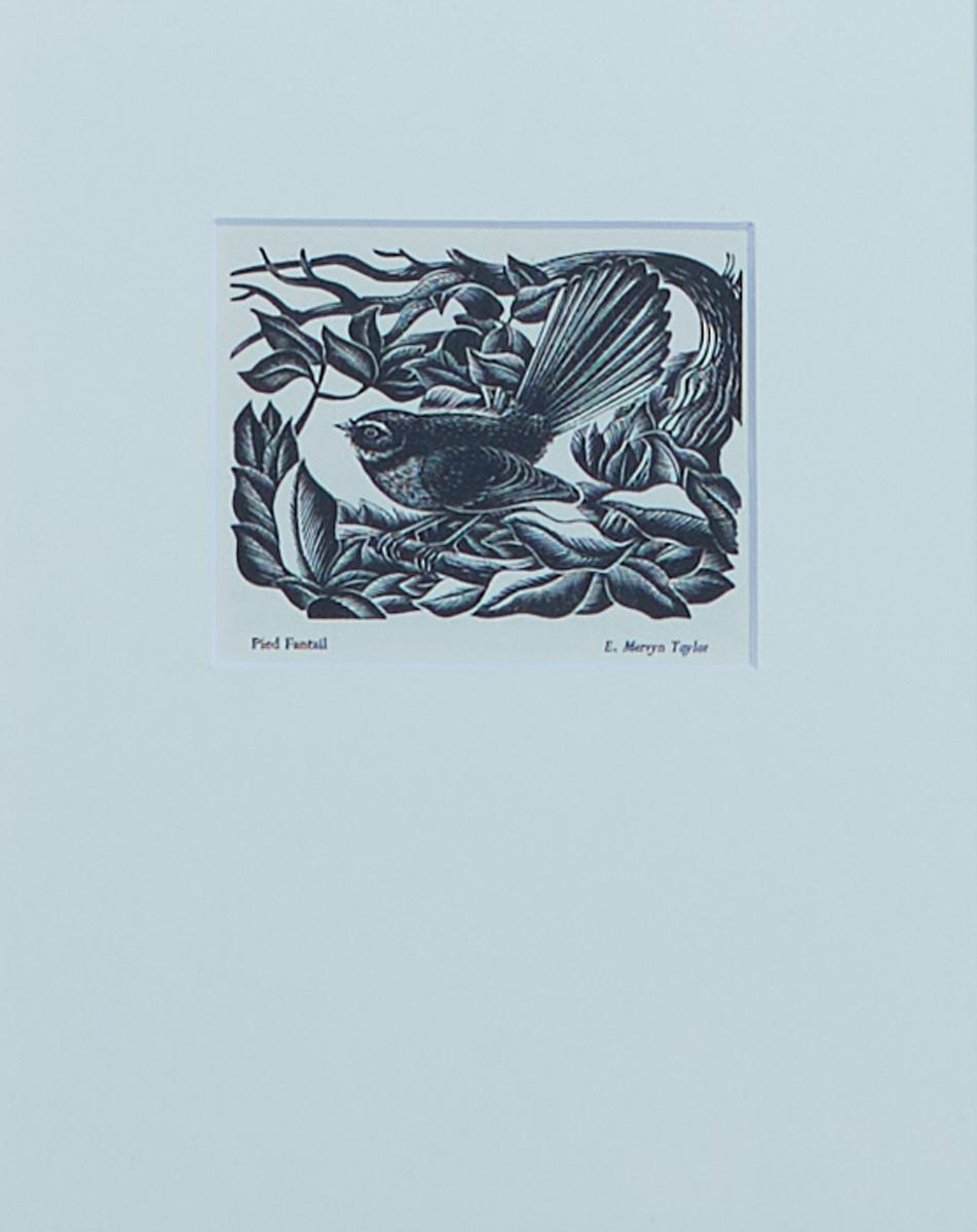 Pied Fantail by E. Mervyn Taylor