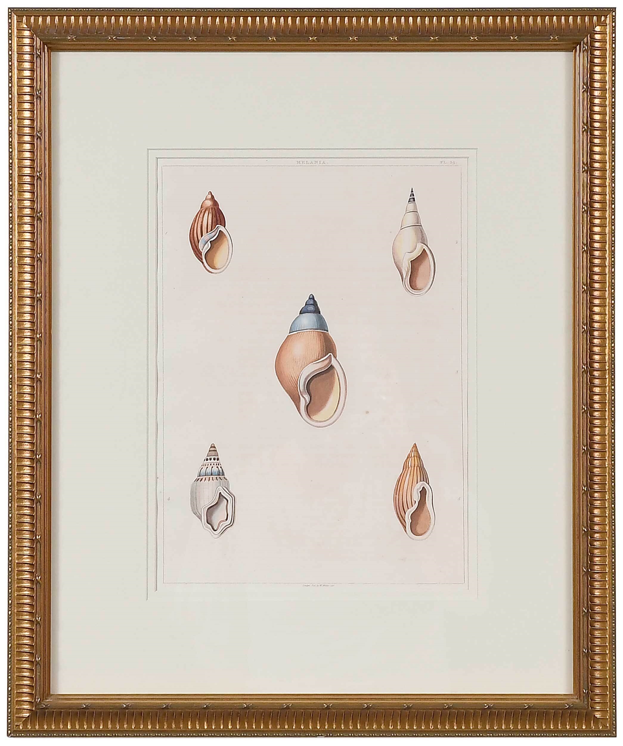 George Perry | Conchology | MutualArt
