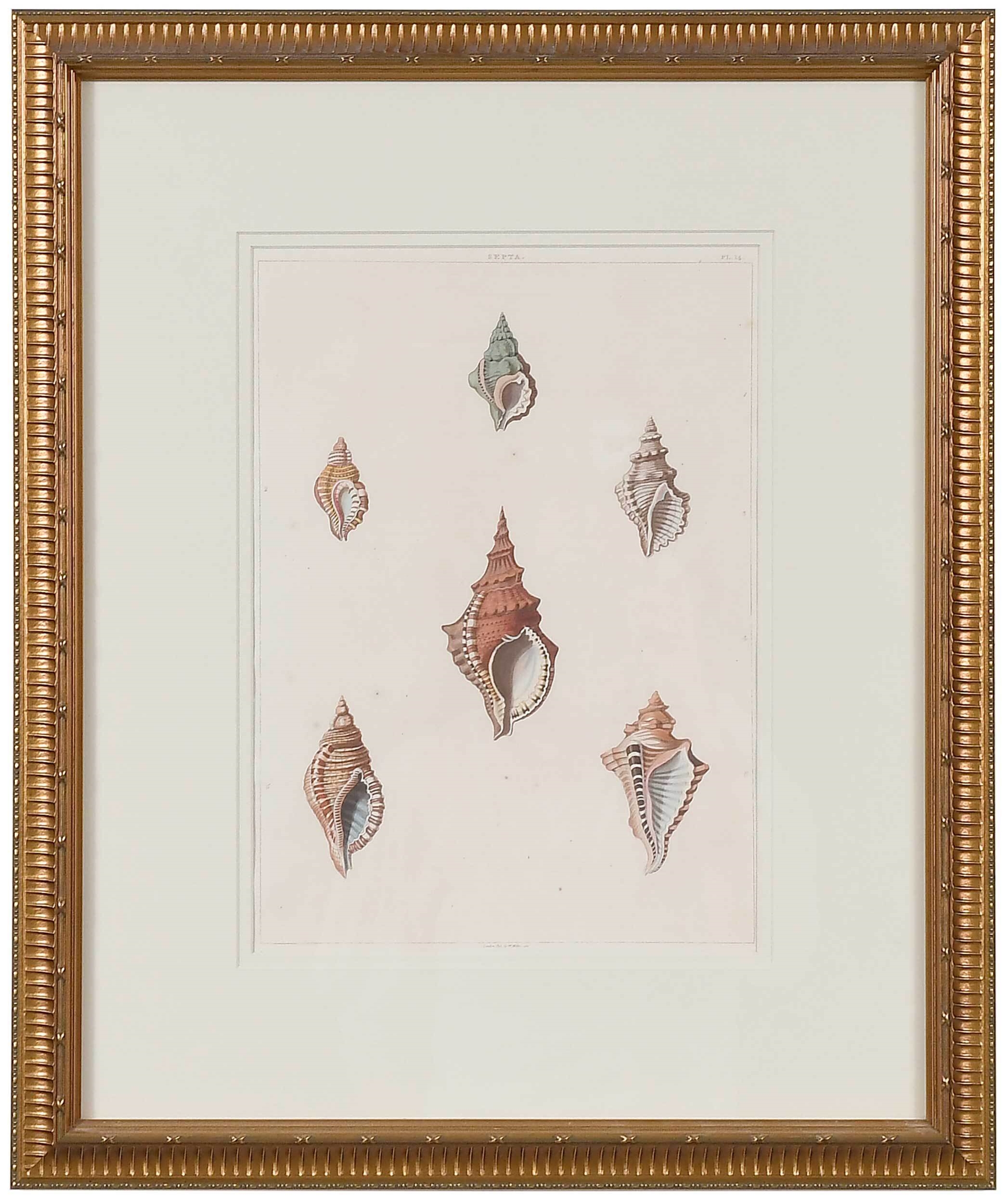 George Perry | Conchology | MutualArt