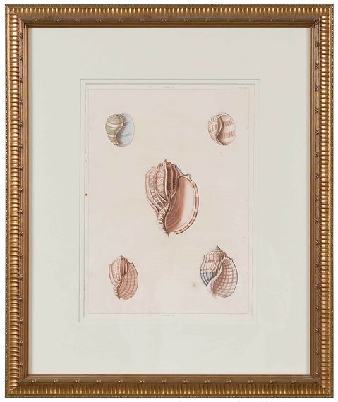 George Perry | Conchology | MutualArt