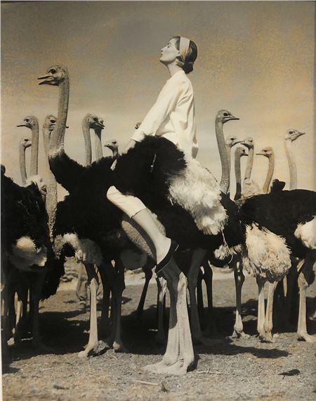 “Wenda and the ostriches”, Vogue, Afrique du Sud by Norman Parkinson, 1951