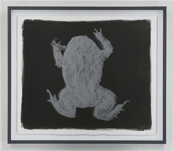 FROG by Stephen Inggs