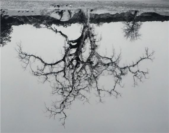 Oak Tree, Red Bluff 8, 1993 by Rodney Graham