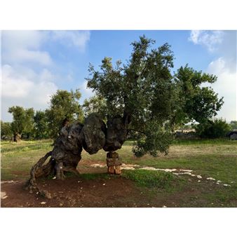 "1000 YEARS OLD" PUGLIA, ITALY - Susan Gouinlock