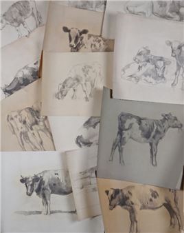 Sketches, mostly cattle - David Gould