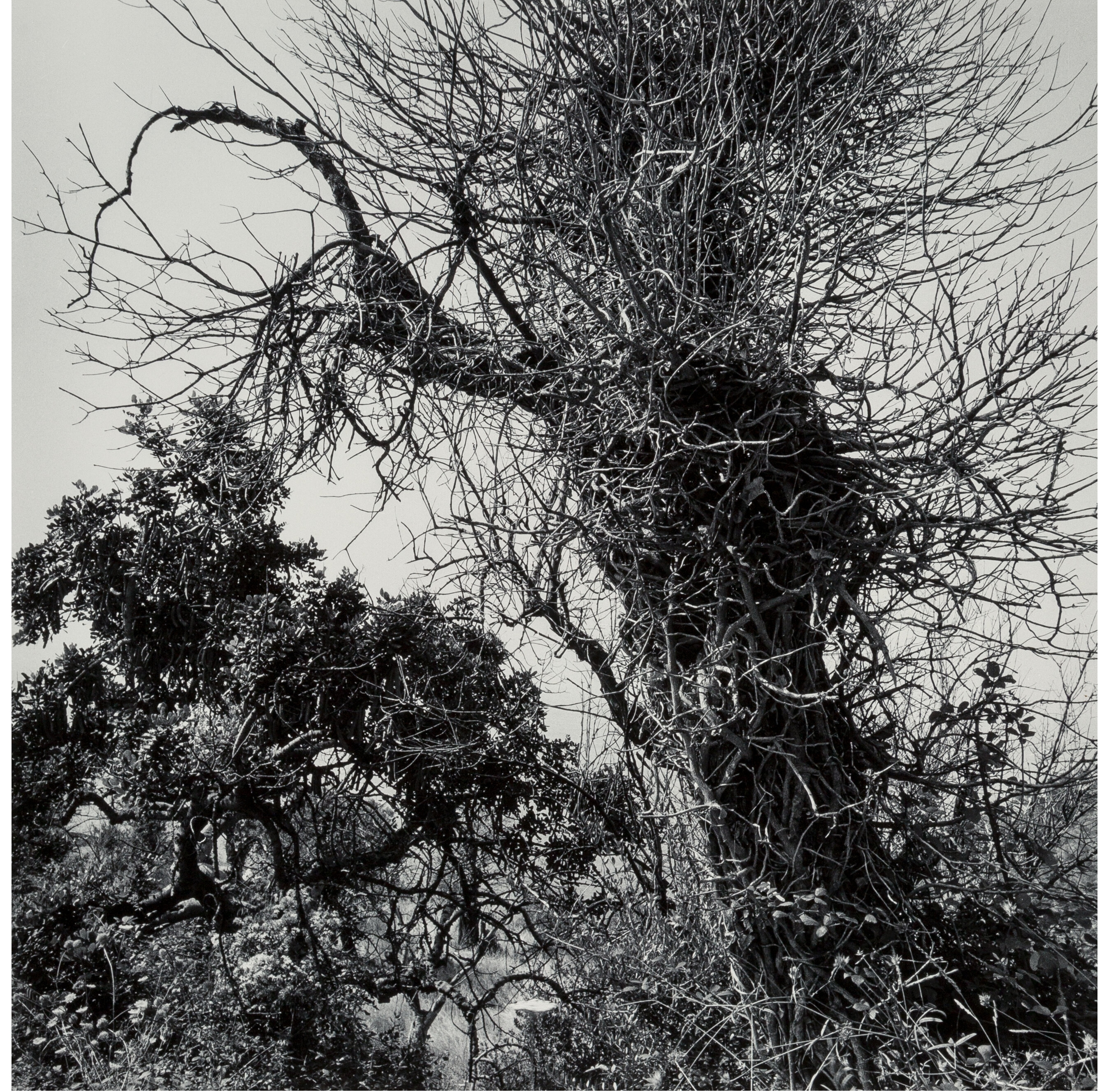 Artwork by Elena Sheehan, Trees; Twilight, Made of Gelatin silver prints, one on Agfa paper