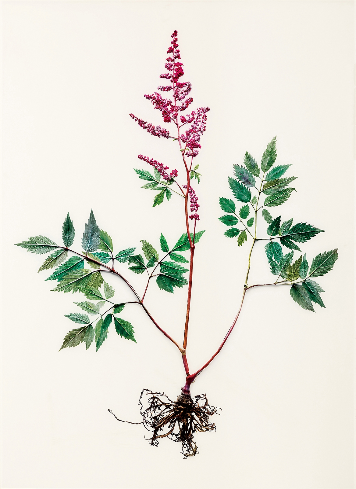 Photogenic Drawing - Astilbe Chinensis by Koo Sung Soo, 2011