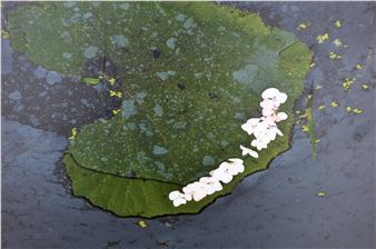 Hoefblad - Inge Hoefnagel