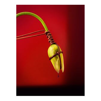 Leonardo Pucci: Flowers - Robin Rice Gallery