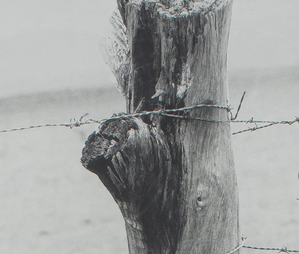 Artwork by Stephen Inggs, Fencepost, Made of hand painted silver gelatin