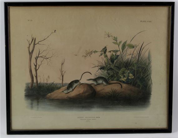 Marsh Shrew by John Woodhouse Audubon, 1847