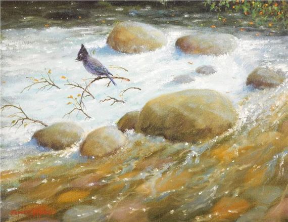 Stellers Jay by Stephen Hynes