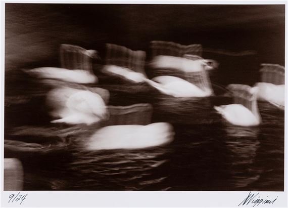 Swans In Pursuit by Anthony Viggiani, 1995