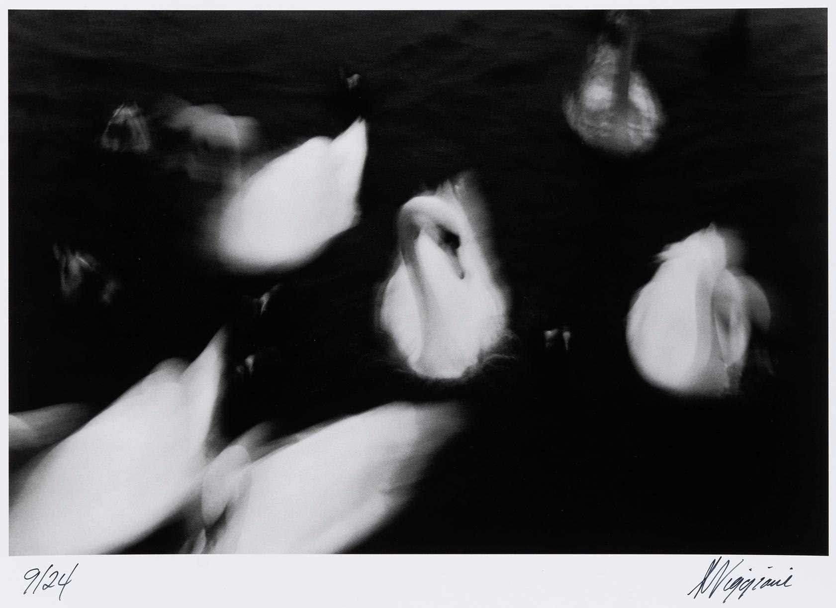 Artwork by Anthony Viggiani, Family Of Swans, Made of original gelatin silver print