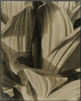 False Hellebore (Glacial Lily) - Imogen Cunningham